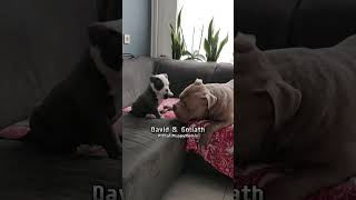 Tiny Puppy Challenges Giant Dog in EPIC Couch Battle shorts cutedogs dogsoftiktok [upl. by Ezara976]