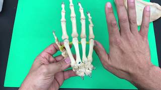 Bone Landmarks of the Appendicular Skeleton for Human Anatomy and Physiology 1 [upl. by Demetris40]