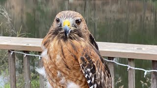 Red shouldered Hawk animal encounter with activity sheet [upl. by Tallula]