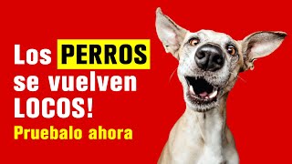 Sonidos de juguete chirriantes LOS PERROS se vuelven LOCOS Pruebalo ahora [upl. by Yanahs]