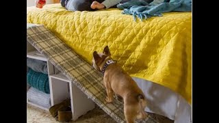 Scaletta per cani fai da te  Il cane sale e scende in autonomia dal letto [upl. by Ecnerrat782]