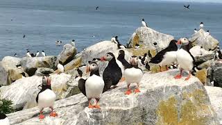 Sights and sounds of Pufffins observed from a blind on Machias Seal Island Maine [upl. by Sadiras767]