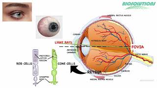 How specialised rod and cone photoreceptor cells in our retina help us in vision  January 2022 [upl. by Noni]