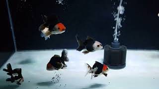 GOLDFISH ORANDA PANDA [upl. by Suruat]