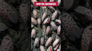 The Short Guide to Spotted Lanternfly Control [upl. by Pepe305]