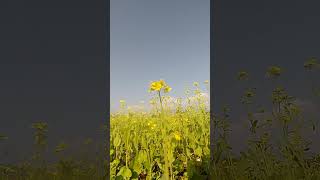 Mustard flower 🌻blacklight reels [upl. by Earezed]