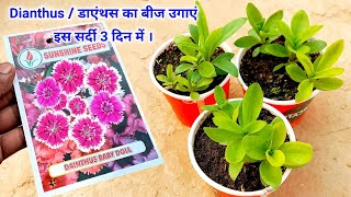 डाएन्थस को बीज से उगाये  How to Grow Dianthus Plant From Seeds in october  November at Home [upl. by Ninette]