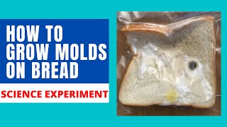 HOW TO GROW MOLDS  GROW MOLDS ON BREAD  BREAD MOLD EXPERIMENT [upl. by Morse460]