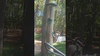 Chickadees Titmouse amp Downy Woodpecker at the Sunflower Seed Feeder [upl. by Heindrick]