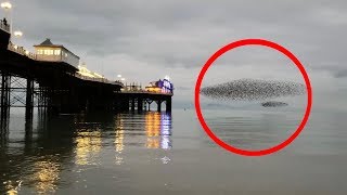 Mesmerising footage of starling murmuration in Brighton UK [upl. by Noizneb]