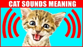 8 Sounds Cats Make and What They Mean [upl. by Elrem]