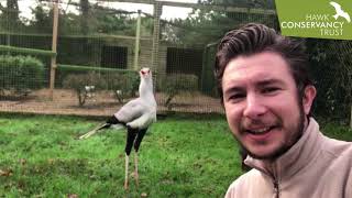 Breakfast time for Angola our Secretary Bird [upl. by Good]