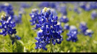 Bluebonnet Seed Pods Opening On Camera [upl. by Euqinaj95]