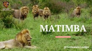 La Coalición MATIMBA Tributo  Matimba Coalition  Tribute nature animals viral lion [upl. by Fred]