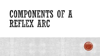 Components of a Reflex Arc [upl. by Franza]