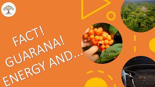 15 Surprising Benefits Of Guarana For Skin Hair And Health [upl. by Scutt899]