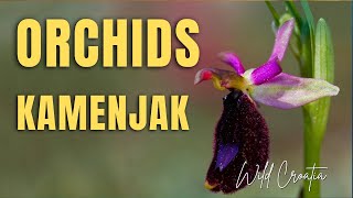 Orchids in Kamenjak Istra peninsula in Croatia [upl. by Apul]