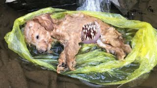 Save an abandoned puppy [upl. by Chancey]