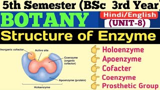 BSc 3rd Year 5th Semester BotanyStructure of Enzyme in HindiHoloenzymeApoenzymeCoenzymeCoFactor [upl. by Uriah17]