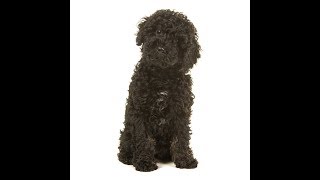 Labradoodle Dog Breed [upl. by Byram17]