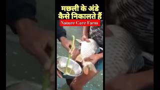 Fishing videos  Fishing Challenge  aquaculture  Fish tank  Fish Farming Nature Care FarmShorts [upl. by Anyehs991]