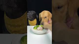 Feed two Retriever dogs breakfast The Daily Life Of a Silly Dog Cute Pet Debut Plan [upl. by Arabelle]