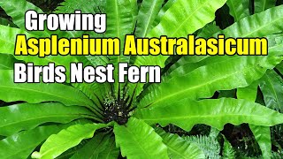 How To Grow Asplenium Australasicum  Birds Nest Fern [upl. by Waldack495]