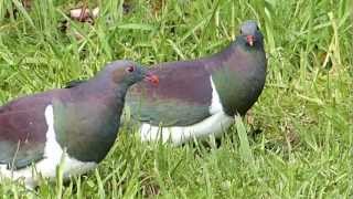 Wood Pigeon  Kererū NZ [upl. by Lugar728]