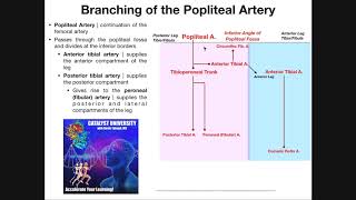 The Popliteal Artery and its Branches EXPLAINED [upl. by Esya173]