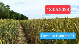 Pszenica sezon 2024  Pszenica hybrydowa HYACINTH 🌾 18062024 [upl. by Mongeau]