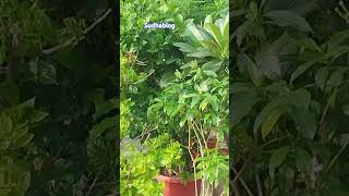 Fertilizer ka kamal beautiful garden trendingnatureytviralvideo vayralsudhablog 2019shorts [upl. by Naoma]