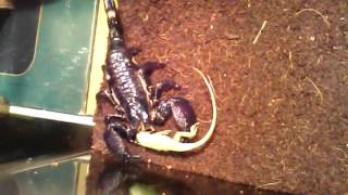 Scorpion VS Lizard [upl. by Lhamaj177]