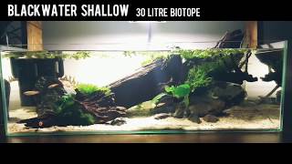 Blackwater Shallow Fish Tank 1 Day Old [upl. by Mirisola]