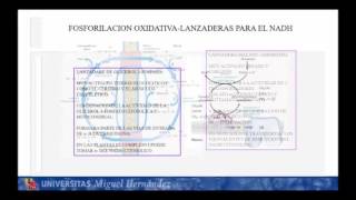 Lec007 Fosforilación Oxidativa II umh1024 [upl. by Tersina207]