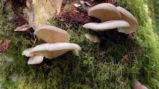 Oyster Pleurotus ostreatuspulmonarius Pleurotus populinus mushrooms are fruiting abundantly now [upl. by Noved730]