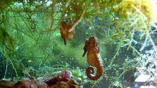 Amazing Seahorses Mating [upl. by Elleirad]