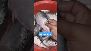 Hilsha fish shorts shortvideo shortsfeed shortsviral2024 hilsha fish [upl. by Eddy266]