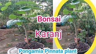 Karanj  Karanj Papdi  pongamia Pinnata Plant THEGARDENINGQuest [upl. by Dyanna]