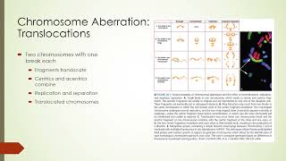 Deterministic vs Stochastic Modelling  Gillespie Algorithm [upl. by Nosnar]