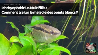 Ichthyophthirius Multifiliis  Comment traiter la maladie des points blancs [upl. by Adnirod]