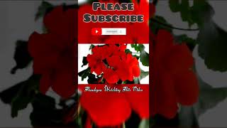 Pelargonium inquinans 🌺🌺🌺red flawerShorts videos [upl. by Ama647]