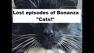 Cats the Lost episode of Bonanza quotCatsquot [upl. by Thamora]