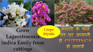 Lagerstroemia indicaCrepe MyrtleGrow Lagerstroemia indica from cuttingsसावनी लगाएं कटिंग से [upl. by Nims]