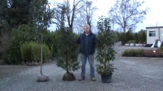 Portuguese Laurel Hedging amp Trees From Hylands Nursery [upl. by Lumbye]