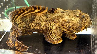 Facts The Oyster Toadfish [upl. by Skeie]