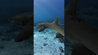 Tubbataha Diving  Dive with White Tip Shark shorts scubadiving osmoaction diveosmoglobal [upl. by Orvan]