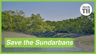 Importance of conserving Sundarbans the largest mangrove forest in the world [upl. by Pellikka]