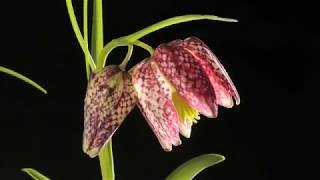 Fritillary flower time lapse Fritillaria meleagris [upl. by Zurek]