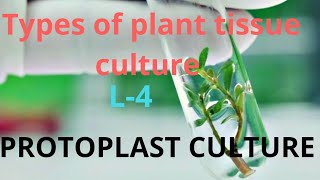 Types of plant tissue culture   Protoplast culture  L4 [upl. by Enileda]