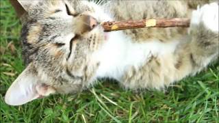 silver vine sticks  catnip stick  natural cat toothbrush [upl. by Lindo]